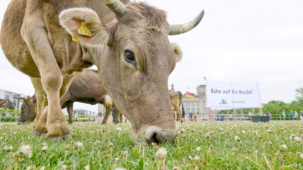 Das geht auf keine Kuhhaut: Wir sagen das so einfach. Aber was hat das Tier mit unserem Ärger zu tun? Foto: www.imago-images.de/epd