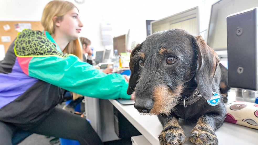 Ein Hund im Büro? Dackel Henry ist regelmäßig in der Redaktion. Foto: Ortgies