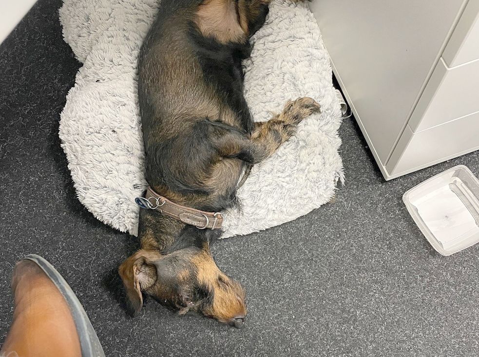 In der Regel schläft der Dackel viel, wenn er im Büro ist. Foto: Nording