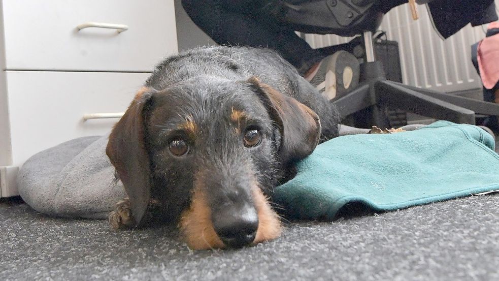 Wenn ihm langweilig ist, zeigt Dackel Henry das ziemlich deutlich. Foto: Ortgies