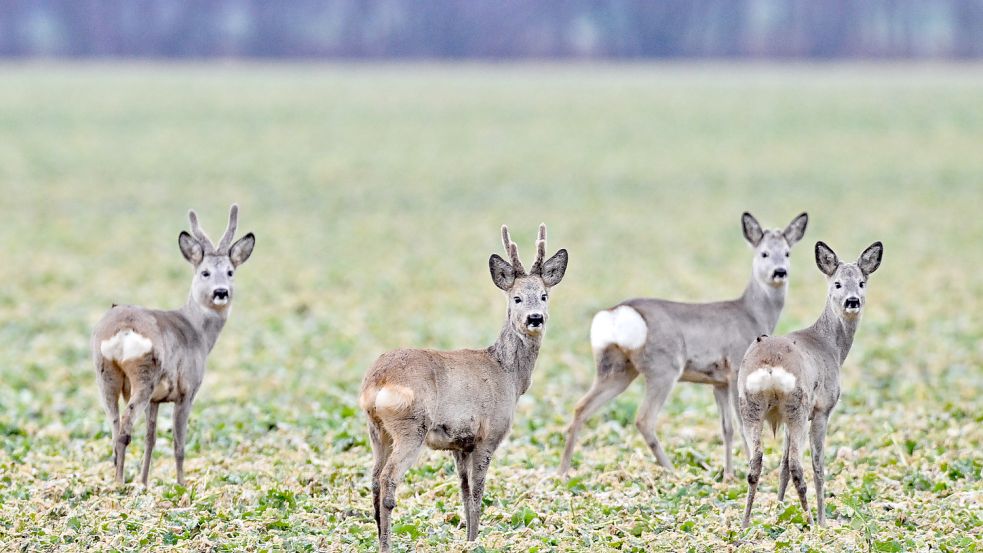 Neugierig schauen Rehe zum Fotografen. In manchen Regionen der Republik nehmen die Schäden durch Wildverbiss überhand und gefährden den klimagerechten Umbau des Waldes. Foto: Pleul/dpa