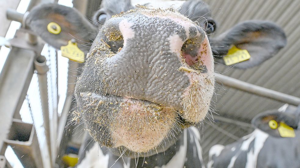 Im Visier des Klimaschutzes: eine Milchkuh. Foto: dpa/Pleul