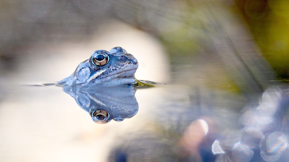 Ein Grasfrosch im Teich kann ganz schön laut werden. Foto: Jonas Walzberg/dpa