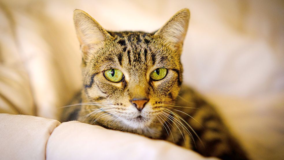Bei Hauskatzen in Polen tritt eine mysteriöse Krankheit auf, die nach den ersten Symptomen binnen kurzer Zeit zum Tod führt. Foto: imago images/ingimage