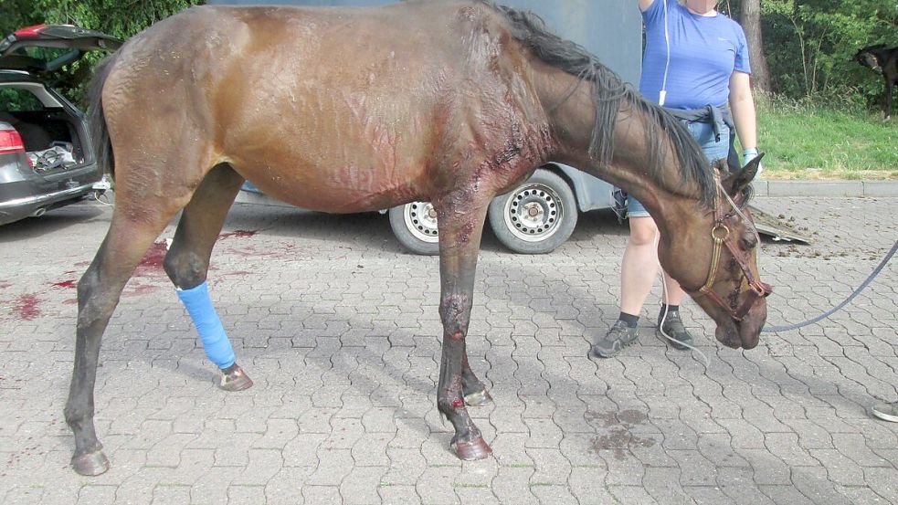 Halsbrecherischer Fluchtversuch auf der A1 bei Lohne: Ein Pferd wollte bei voller Fahrt aus seinem Anhänger springen. Foto: Polizeiinspektion Delmenhorst/Oldenburg-Land/Wesermarsch