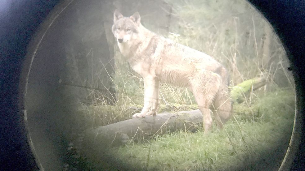 Ein Wolf steht im Wildpark Eekholt, fotografiert durch ein Zielfernrohr. Foto: Rehder/dpa