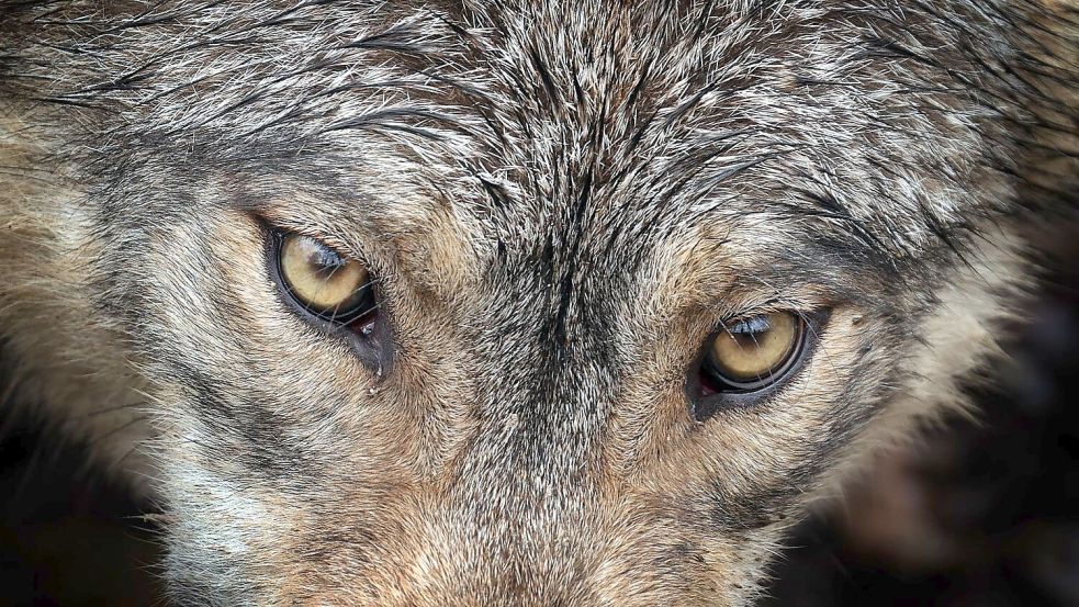 Kein Kuscheltier: Der Wolf reißt in Ostfriesland immer wieder Weidetiere. Foto: Karl-Josef Hildenbrand/dpa