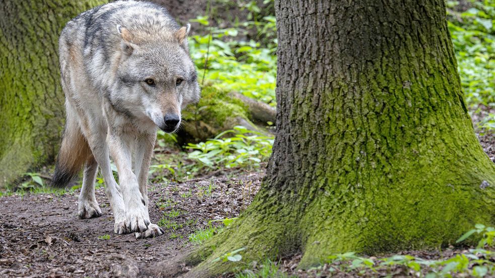 „Wir müssen wieder lernen, mit dem Wolf zu leben“, sagt Umweltministerin Steffi Lemke (Grüne). Foto: Sina Schuldt / dpa