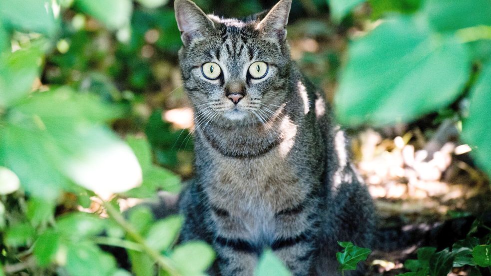 Eine junge Katze sitzt in einem Gebüsch. Foto: Stratenschulte/DPA