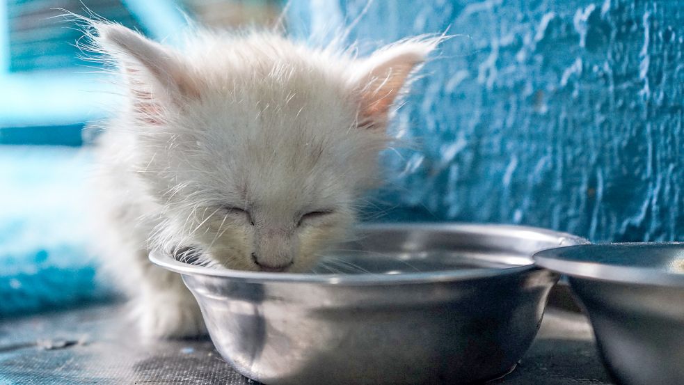 Ungewollter Nachwuchs landet oft im Tierheim. Foto: Bahar/Zuma Wire/DPA