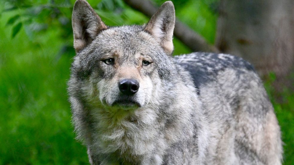 Im Landkreis Wittmund hat es bereits mehrere Wolfsrisse gegeben. Nun stellt sich die Frage: Wer darf eigentlich über die Entnahme eines Tieres, also den Abschuss, entscheiden? Foto: Weißbrod/dpa