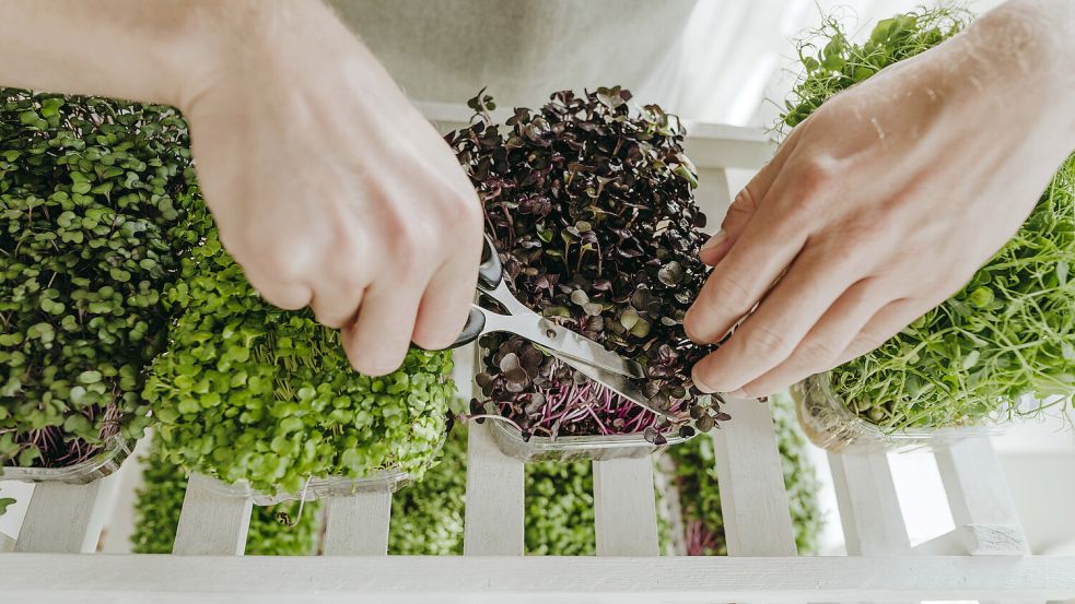 Microgreens: In Berlin ist der Foodtrend jetzt zum Restaurantkonzept geworden. Foto: www.imago-images/Westend61