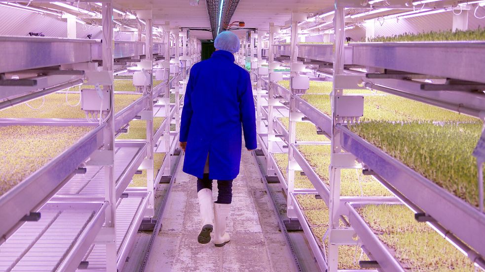 Ist das die Zukunft der Landwirtschaft: Unser Archivbild zeigt die Vertical Farm in einem Londoner Weltkriegsbunker. Foto: picture alliance / Fabian Wegener/dpa