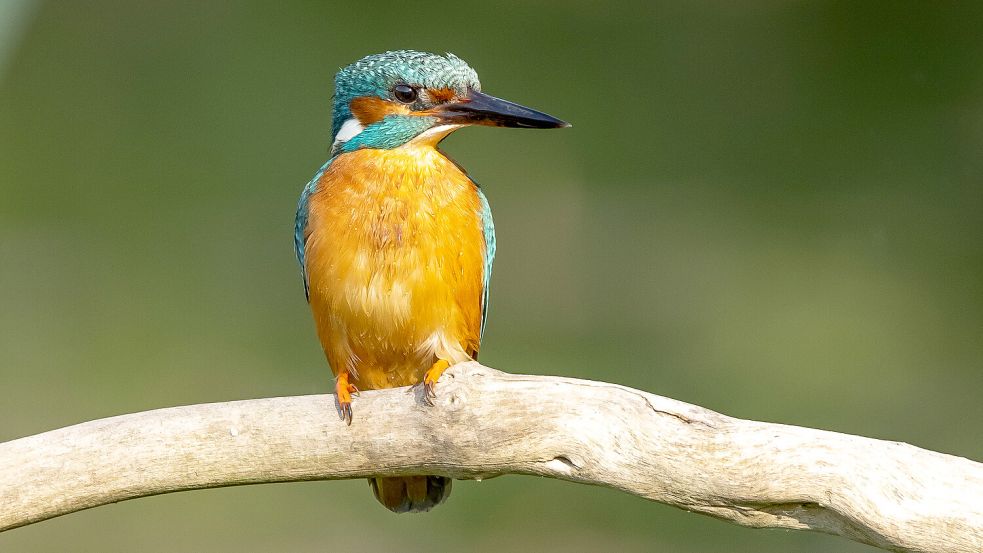 Das ist einer der aktuellen Bewohner des Teiches. Auf diesem Stock kann das Tier nach Beute Ausschau halten. Foto: Bergmann