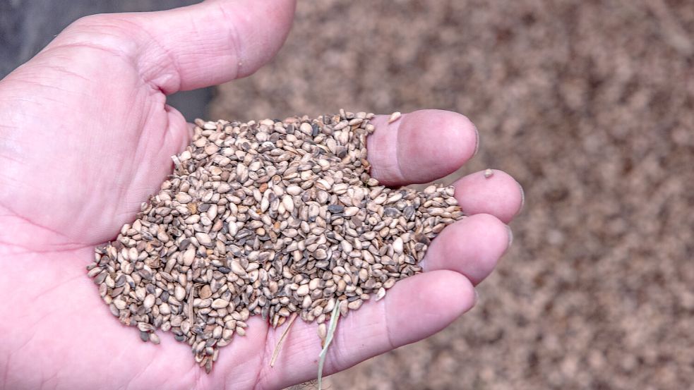 Wie frei von Gentechnik wird Saatgut künftig sein? Die jüngsten EU-Vorschläge geben Anlass zu Sorge. Foto: dpa/Jens Büttner