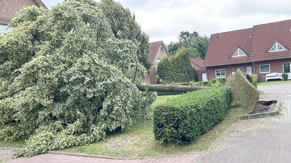 In der Straße Südermoorland in Großefehn hat es einen Baum umgeworfen. Foto: privat