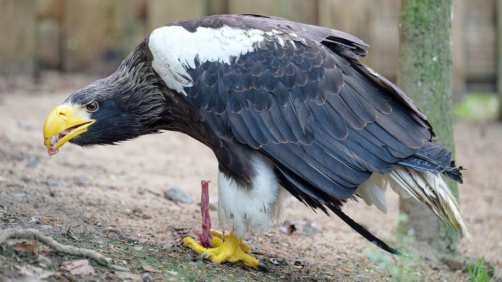 Riesenseeadler haben keine natürlichen Feinde und können bis zu neun Kilo auf die Waage bringen. Foto: Kaiser /DPA
