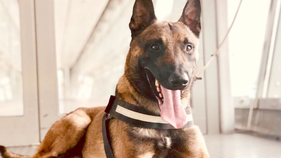 Zollhund Bruk führte die Beamten zu dem Geld. Foto: Zoll