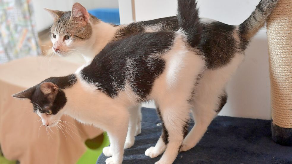 Nicht nur Baby-Katzen, sondern auch ausgewachsene Tiere warten im Tierheim Stapelmoor auf ein neues Zuhause.