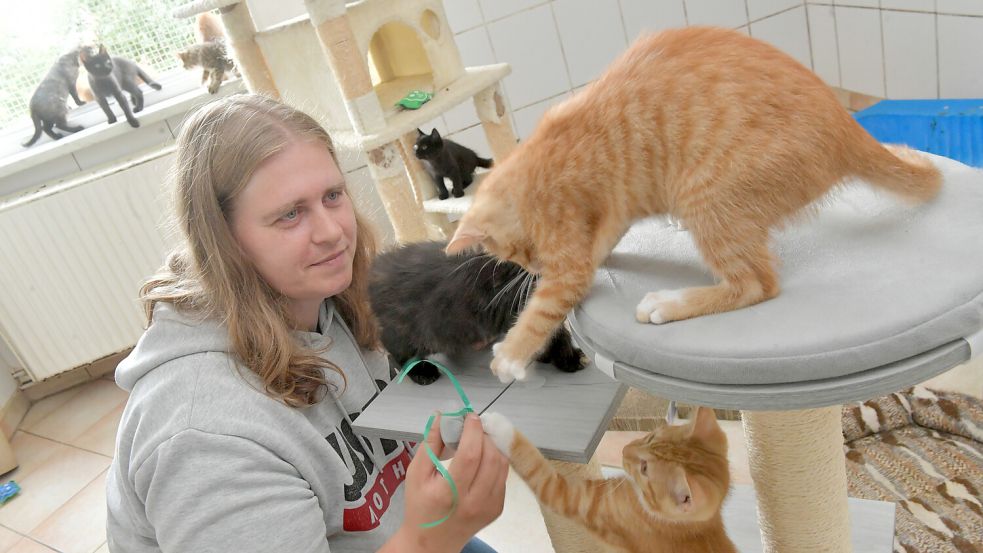 Die kleinen Katzen haben im „Kindergarten“ des Katzenhauses keine Langeweile.