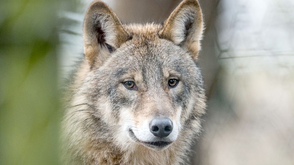 Die Rückkehr des Wolfes und seine Vermehrung wird auch in Ostfriesland heftig diskutiert. Foto: DPA
