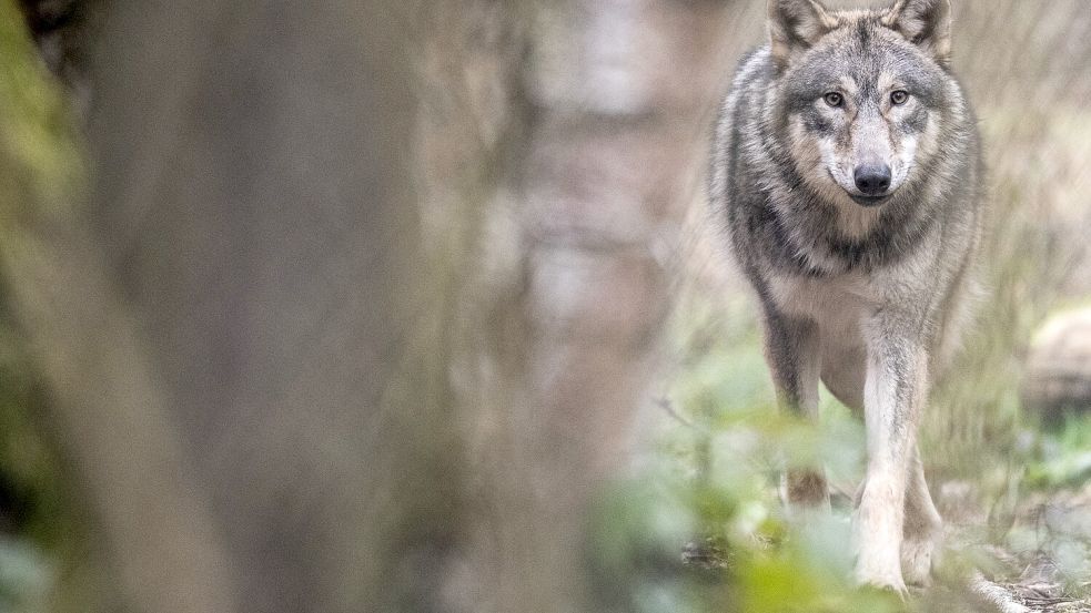 Wölfe breiten sich in Deutschland aus und sorgen für politischen Zündstoff Foto: dpa/Boris Roessler
