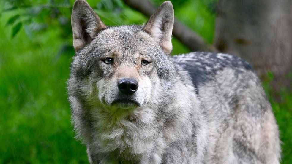 Ein Wolf hat in den Niederlanden einen Schäfer gebissen, der seine Schafsherde verteidigen wollte. Symbolfoto: Weißbrod/dpa