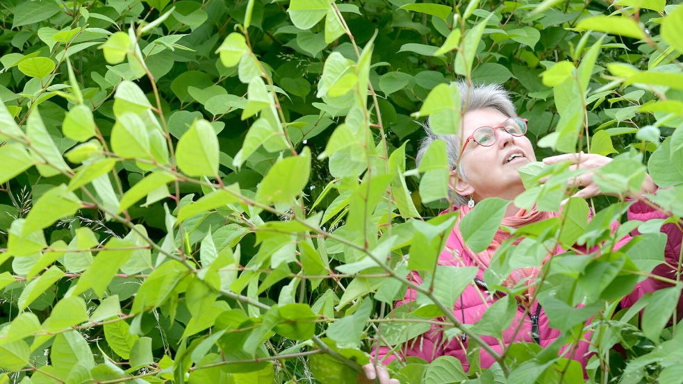 Schon jetzt sind die Triebe des Japan-Knöterichs in Detern rund zwei Meter hoch, Reporterin Karin Lüppen verschwindet fast dazwischen. Bis zur Blüte sind es noch mehrere Wochen, in denen die Staude reichlich wächst. Foto: Ortgies