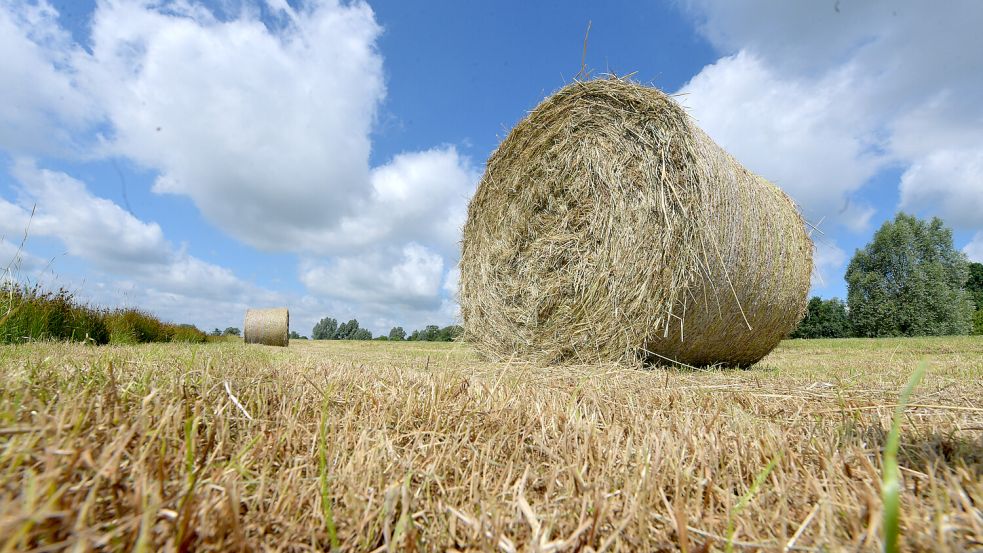 Wo vor wenigen Tagen noch hohes Gras stand, liegen im Westerhammrich jetzt Heuballen. Foto: Ortgies