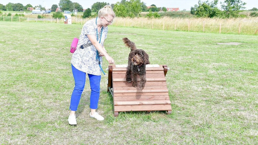 Labradoodle-Hündin Josy traut sich die Rampen rauf und runter.