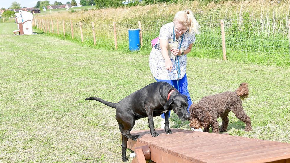 Die schwarze Labrador-Hündin Lucy guckt sich zusammen mit Labradoodle-Hündin Josy die Wippe an.