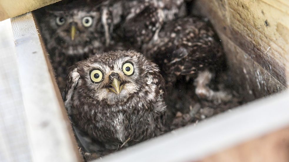 Einblick in die Kinderstube, die dieser Nachwuchs bald für immer verlassen wird. Dann ziehen die nächsten Pärchen ein, die im kommenden Jahr ausgewildert werden sollen. Foto: Ortgies