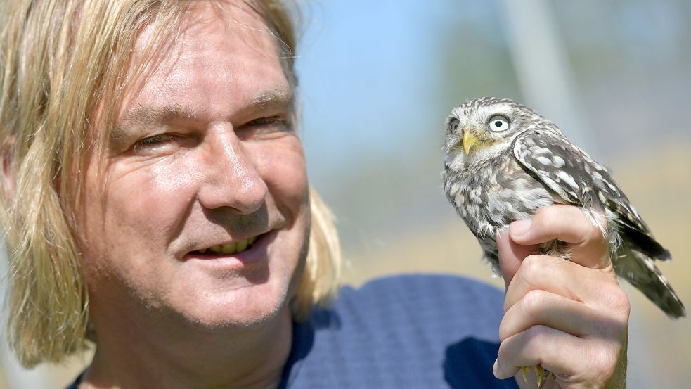 Dieser kleine Kauz in der Hand von Matthias Bergmann ist der wehrhafteste unter den Schirumer Geschwistern. Eine DNA-Federprobe soll ergeben, ob stimmt, was alle vermuten: Ist es wirklich ein Weibchen? Foto: Ortgies