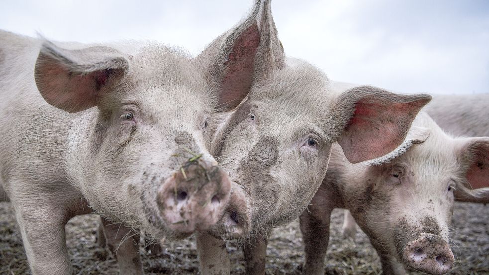Schweine fühlen sich in der Regel draußen ziemlich wohl. Symbolbild: Duchene/Keystone/dpa