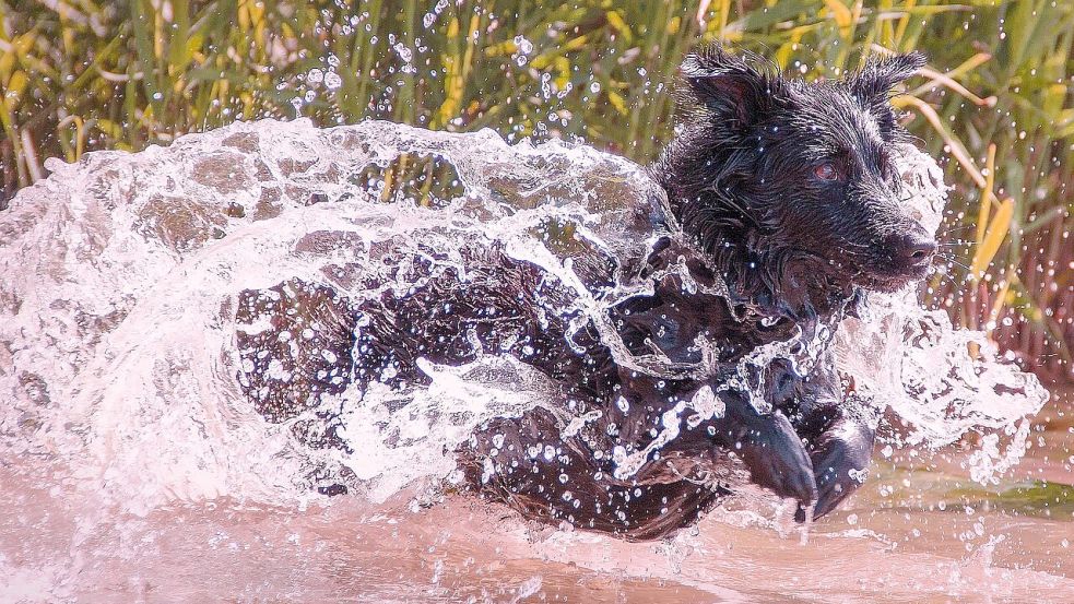 Bei einer Blaualgenblüte sollten Hunde nicht ins Wasser gehen, deren Gifte können für sie tödlich sein. Symbolbild: pixabay
