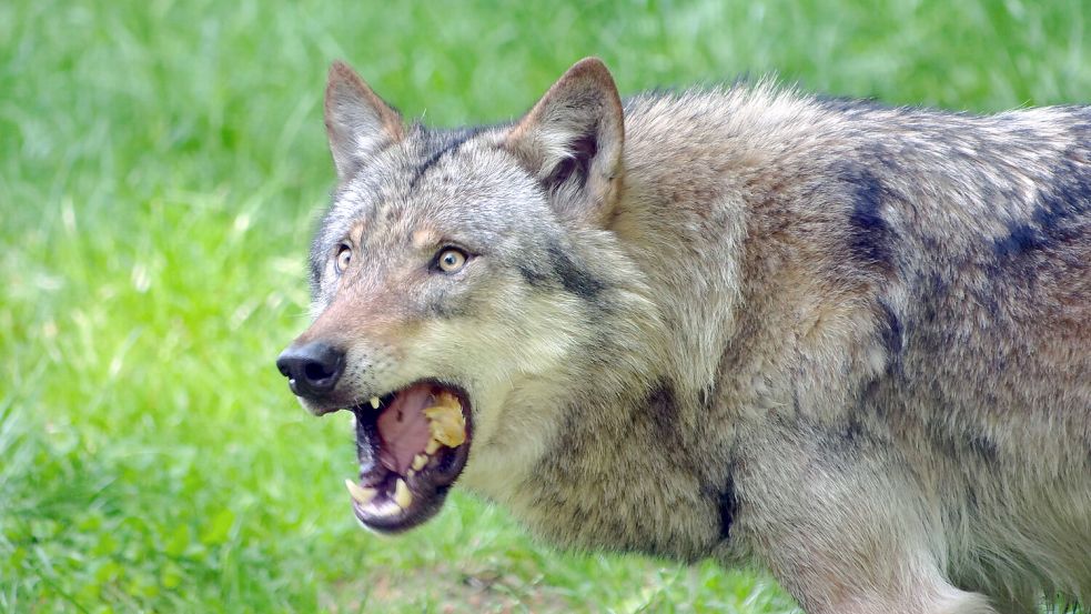 In den Niederlanden soll ein Wolf einen Schäfer angegriffen haben. In Deutschland sind bislang keine Attacken auf Menschen bekannt. Foto: Imago Images
