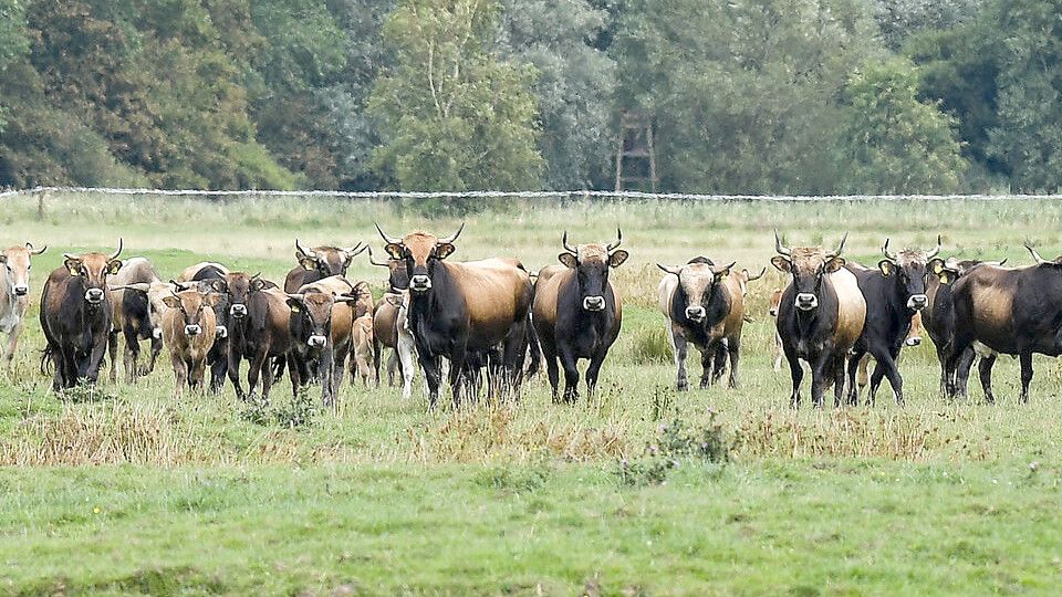 Auf der Weide in Nüttermoor leben zahlreiche Heckrinder. Foto: Ortgies