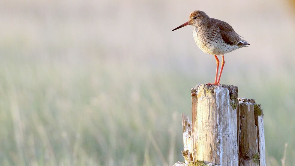 Ein Rotschenkel sitzt in den Salzwiesen der Insel Trischen. Diese Vogelart brütet auch im Freepsumer Meer. Foto: Anne Evers/Nabu/dpa