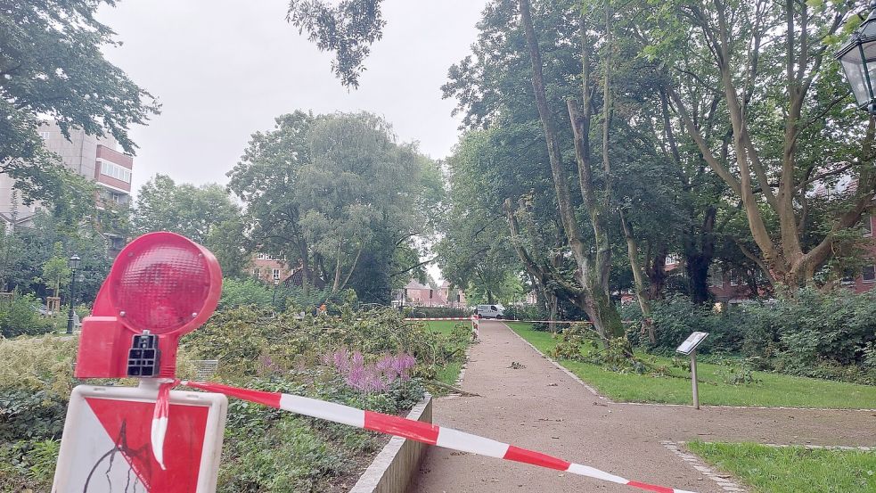 Das Foto ist am Montag am Stephansplatz entstanden. Ein Ahorn (rechts) muss nach dem Sturm gefällt werden. Foto: Hanssen