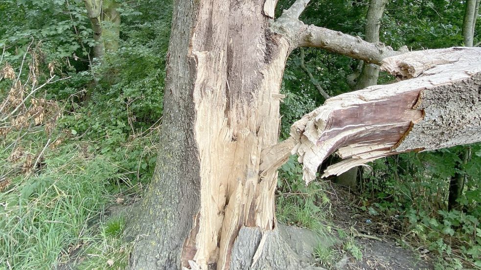 Eine Esche in Wybelsum wurde durch den Sturm beschädigt. Foto: Stadt Emden