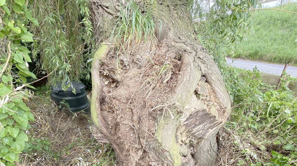 Eine Weide am Riepster Weg in Uphusen muss aktuell wegen sturmbedingter Schäden und Fäule im Stammbereich stark zurückgeschnitten werden. Foto: Stadt Emden