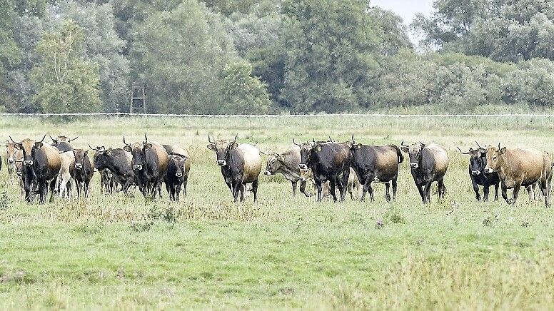 Die Heck-Rinder in Nüttermoor sollen weg. Foto: Ortgies