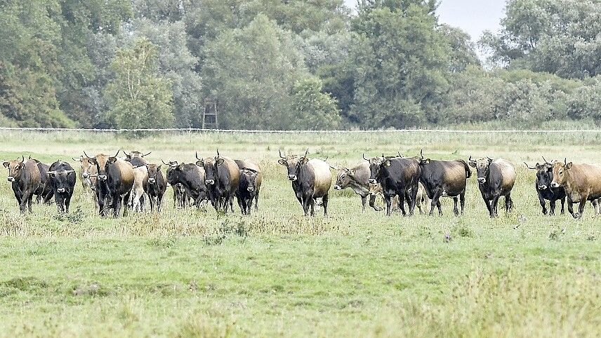 Die Heckrinder gingen am Mittwoch auf Abstand zu den Journalisten, die sich die Herde anschauten, waren aber in der Ferne durchaus neugierig. Foto: Ortgies