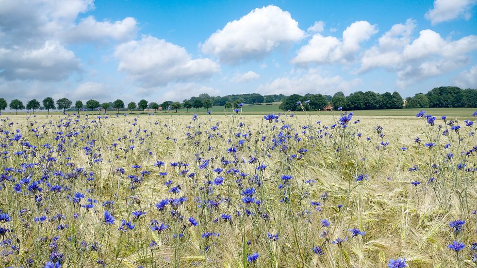 Auch eine Augenweide - blau blühende Kornblumen im Getreidefeld. Foto: www.imago-images.de/Countrypixel