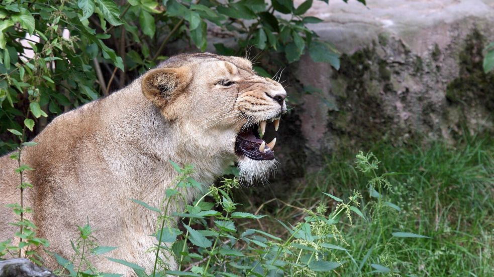 Laut Tierschutzorganisationen werden jährlich Hunderttausende Wildtiere wie Löwen als Haustiere zum Verkauf angeboten. Foto: IMAGO/suedraumfoto