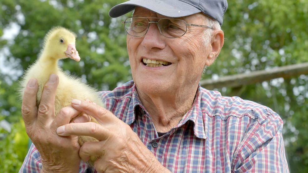 Der langjährige ehemalige Vorsitzende des Vereins, Rainer Birck, hat sich den Emdener Gänsen verschrieben. Diese alte Rasse hat die Ostfriesen schon vor 2000 Jahren ernährt. Foto: Ortgies