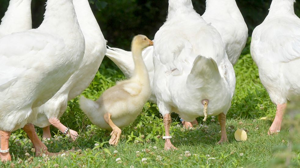 Das erste von der eigenen Mutter ausgebrütete Emdener Gänseküken in der Zucht von Dr. Reiner Birck. Foto: Ortgies