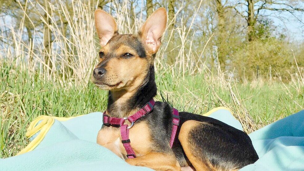 Wrigley sonnt sich: Als junger Pinscher braucht es Zeit und Geduld für seine Erziehung. Die hatten seine Besitzer anscheinend nicht und setzten ihn aus. Foto: privat