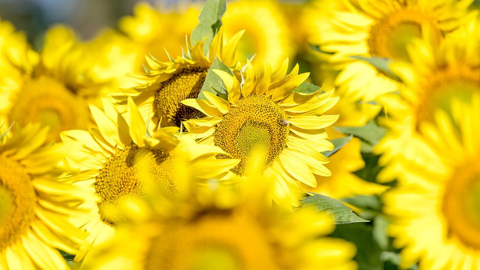 Weil eine US-amerikanische Frau Sonnenblumen mag, hat sie von ihrem Ehemann zum Hochzeitstag gleich ein ganzes Blumenmeer mit 1,2 Millionen Sonnenblumen geschenkt bekommen. Foto: dpa/Frank Hammerschmidt
