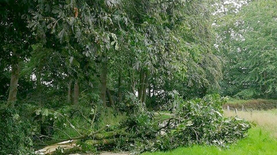 Am vergangenen Wochenende brach ein großer Ast aus einer Kastanie. Foto: Landkreis Leer